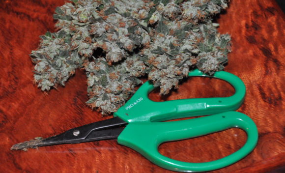 Sticky Scissors PRO 420 scissors