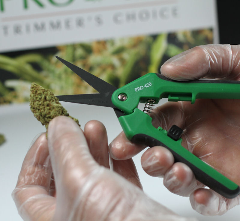How To Clean Trimming Scissors for Cannabis - CannaConnection