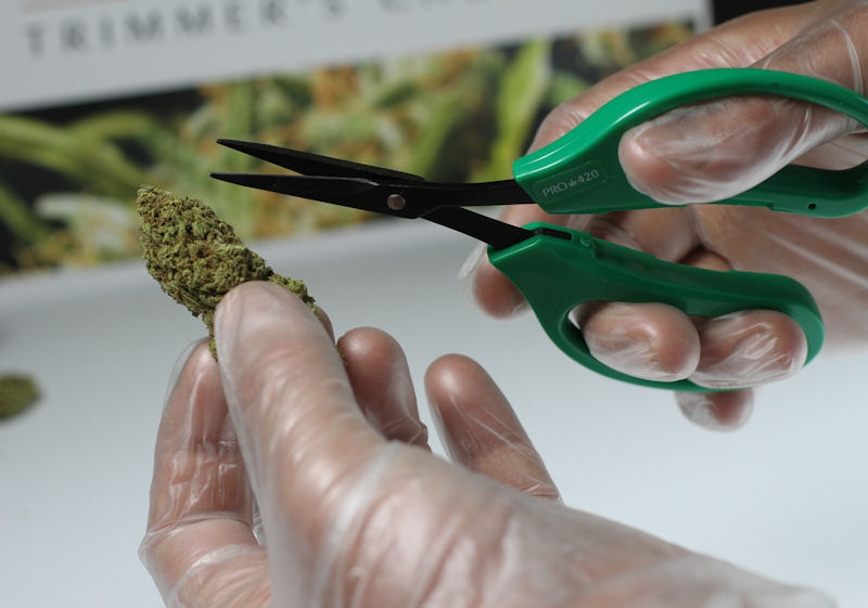 Best Bud Trimming Scissors for Marijuana - MSNL Blog