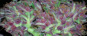 Read more about the article Are you a Bud Connoisseur?