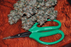 PRO 420 scissors