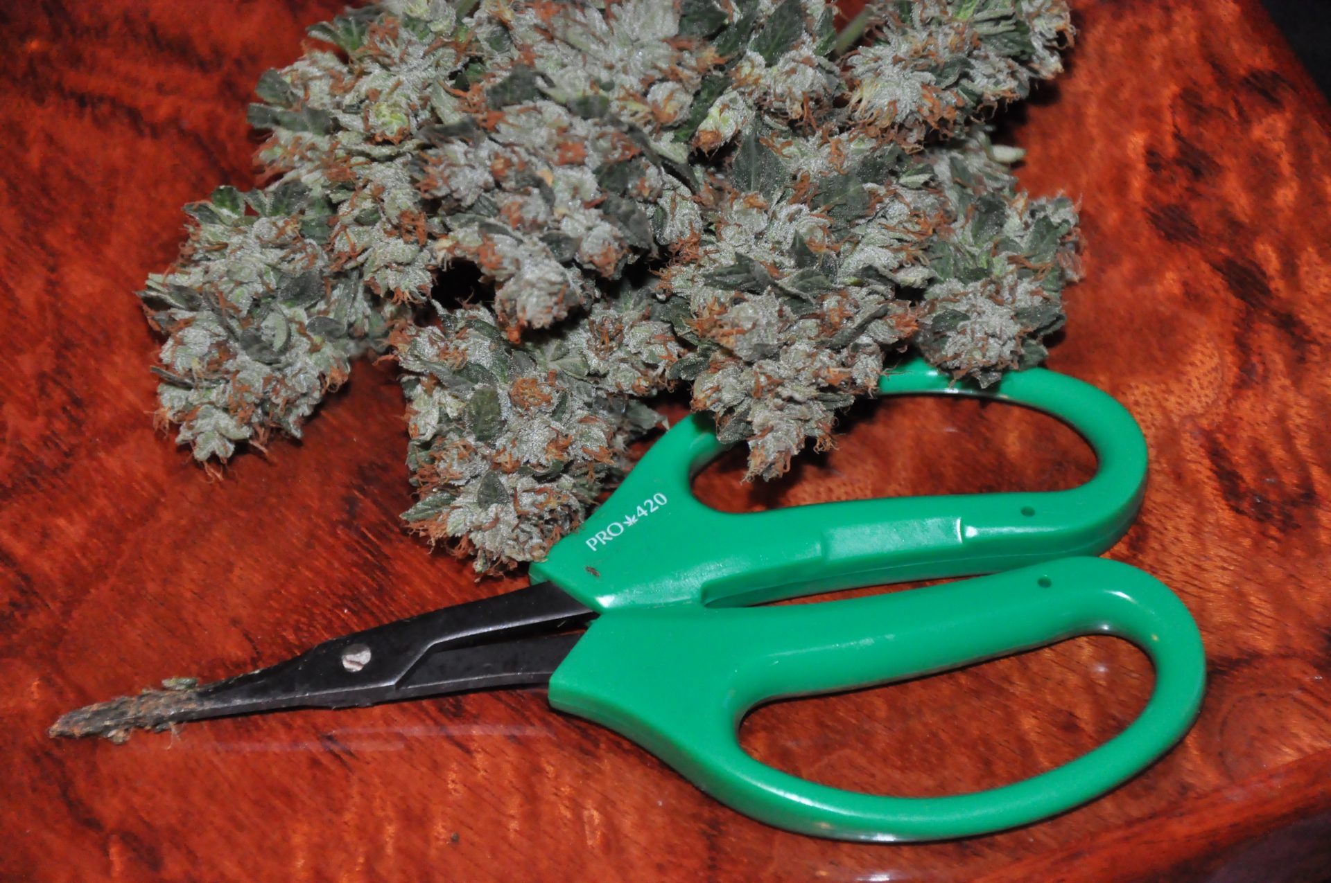 Read more about the article Sticky Scissors