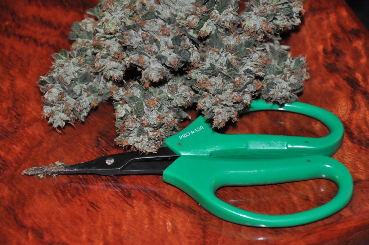 Pro420 scissors