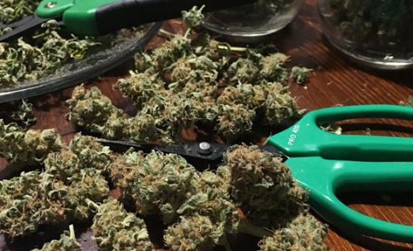 Growers nationwide are discovering PRO 420 scissors IMG_8624