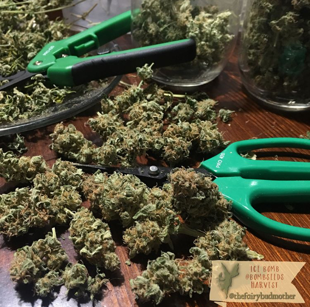 PRO 420 Trim Kit (Spring Loaded Scissors, Bonsai Scissors, Cleaning  Solution) Bud Trimming